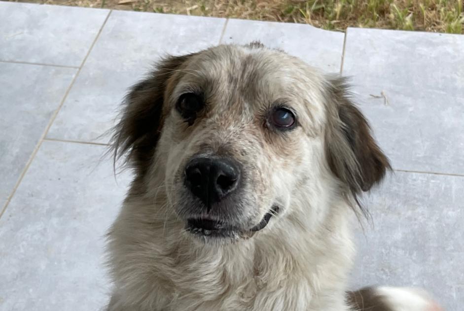 Discovery alert Dog miscegenation Female Vero France Discovery alert Dog miscegenation Female Vero France