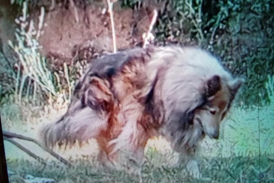 Disappearance alert Dog Female , 12 years Eccica-Suarella France Disappearance alert Dog Female , 12 years Eccica-Suarella France