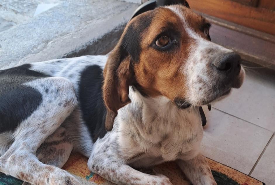 Alerte Découverte Chien croisement  Mâle Sainte-Lucie-de-Tallano France