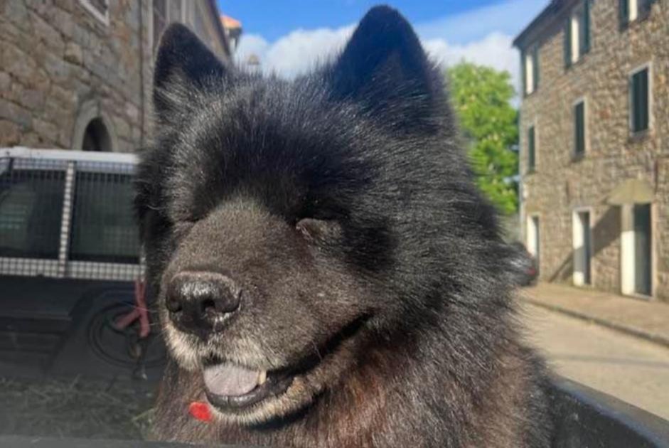 Verdwijningsalarm Hond rassenvermenging Mannetje , 6 jaar Serra-di-Ferro Frankrijk Verdwijningsalarm Hond rassenvermenging Mannetje , 6 jaar Serra-di-Ferro Frankrijk